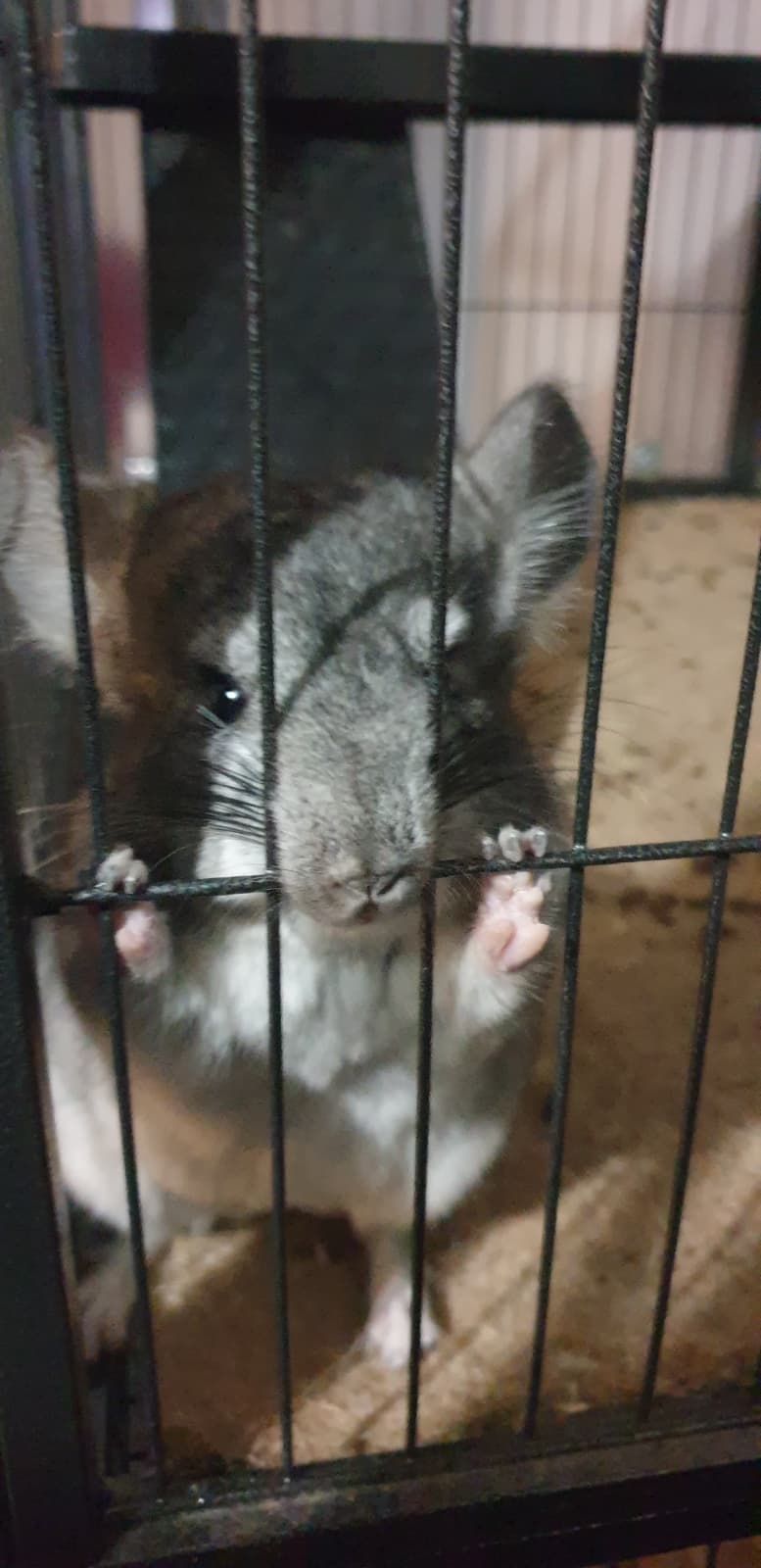 Chinchilla gris vu de près, accroché aux barreaux de sa cage