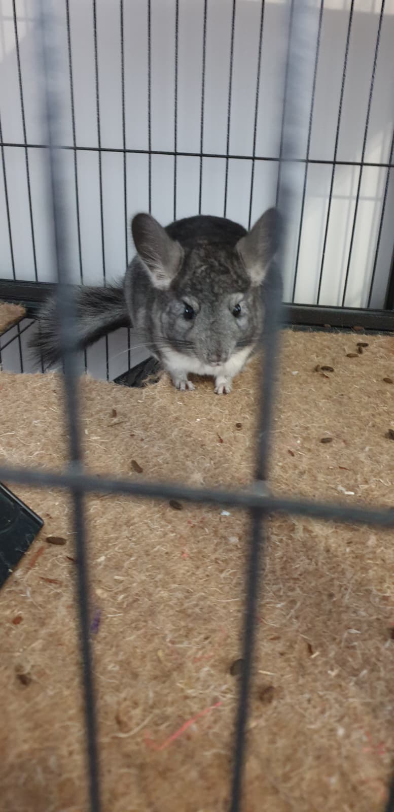 Chinchilla gris assis sur sa plateforme, regard vers l’objectif