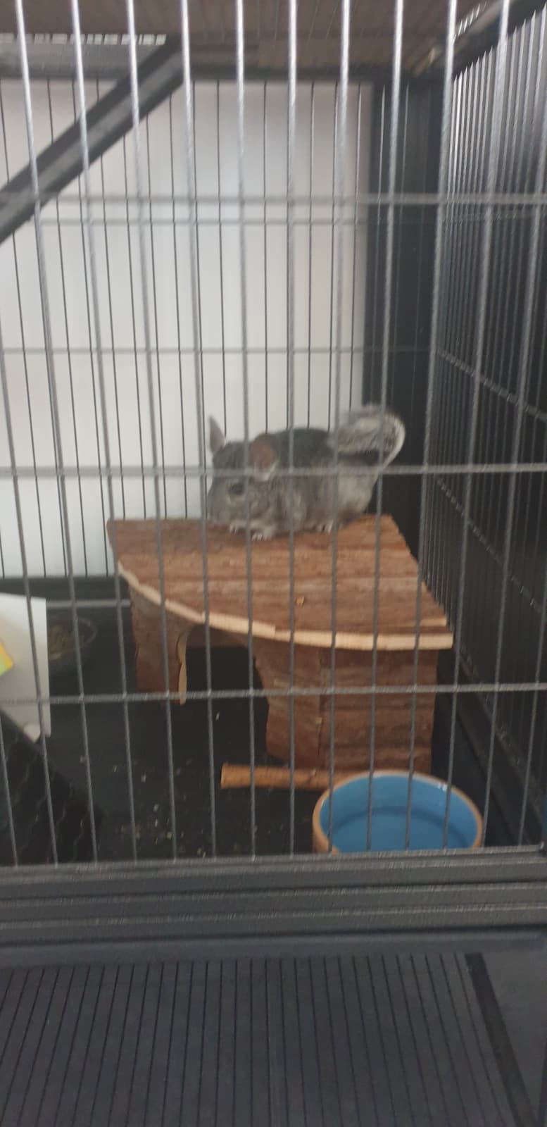 Chinchilla sur une plateforme en bois dans sa grande cage