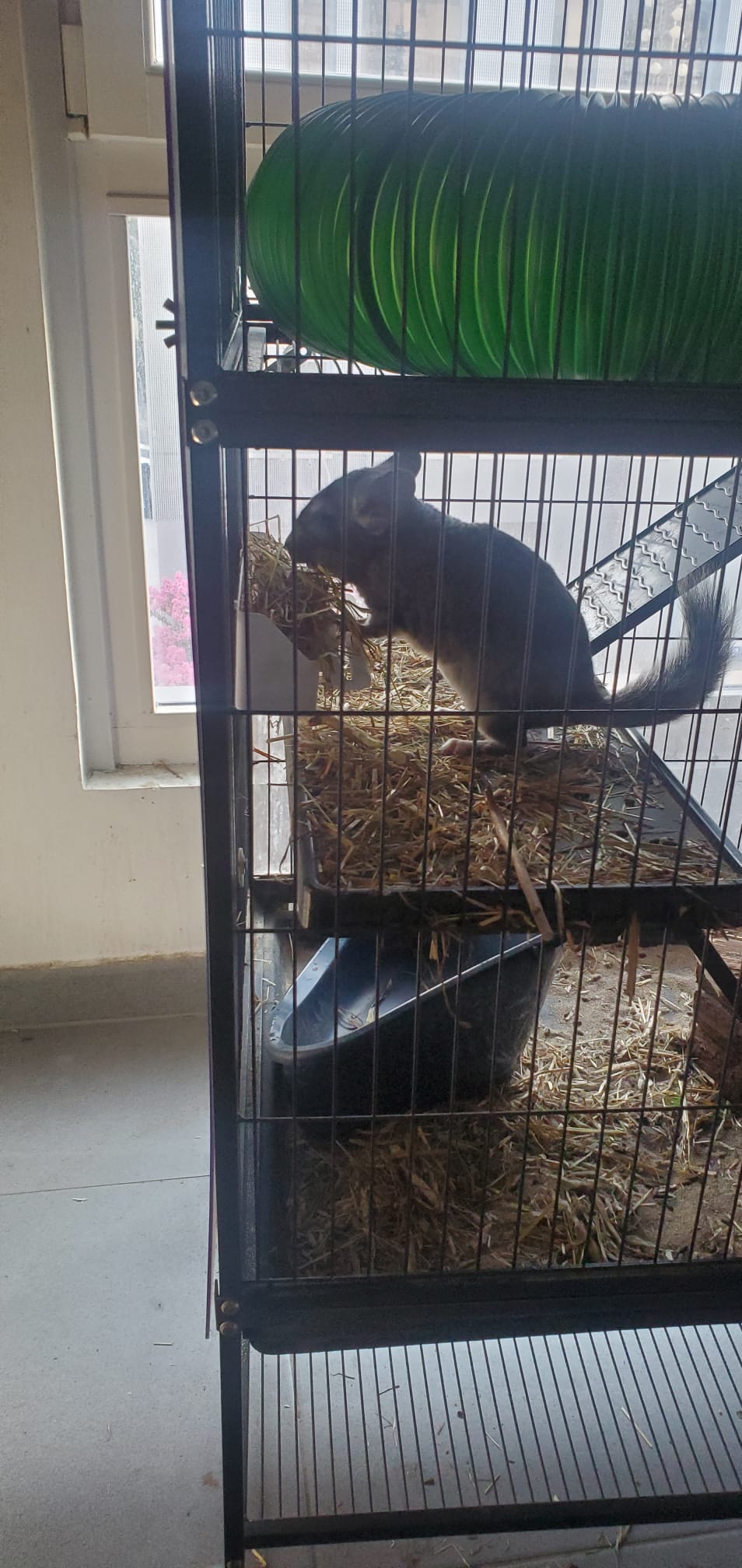 Chinchilla mangeant du foin à l’étage de sa cage près d’une fenêtre